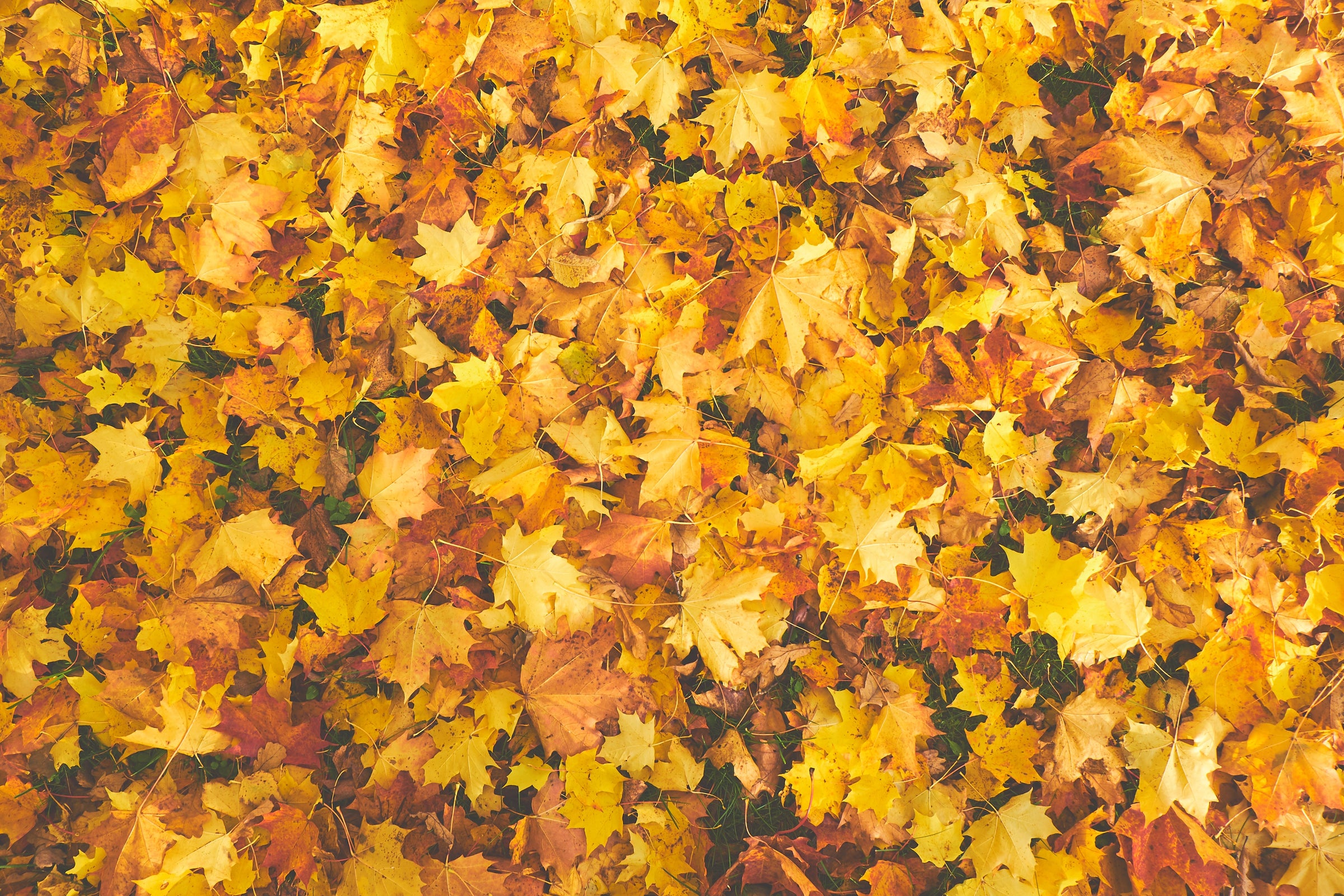 Give your Fall Style a Boost!